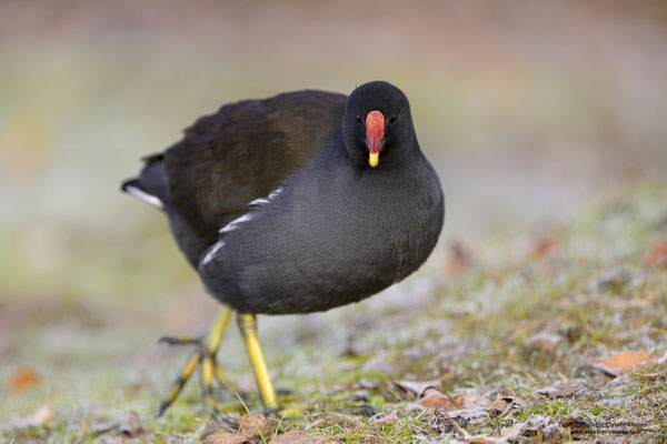 Teichhuhn (Gallinula chloropus)