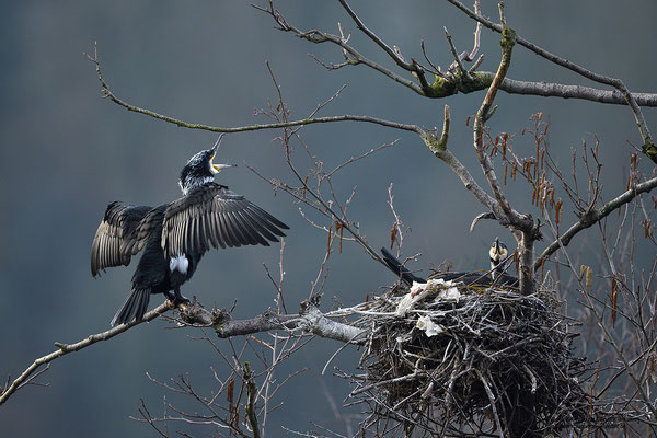 Kormoran (Phalacrocorax carbo) am Nest
