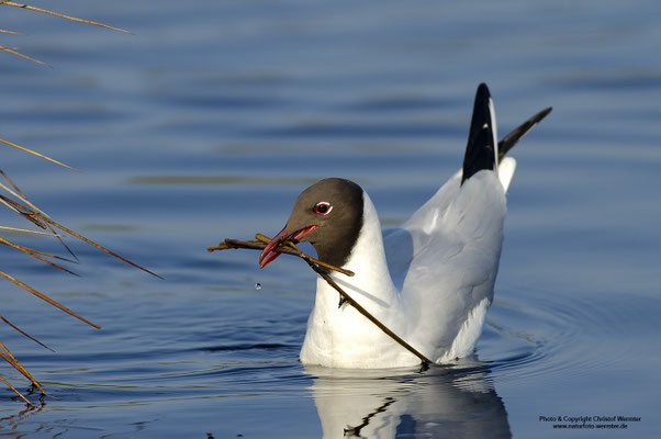 Lachmöwe (Larus ridibundus) mit Nistmaterial