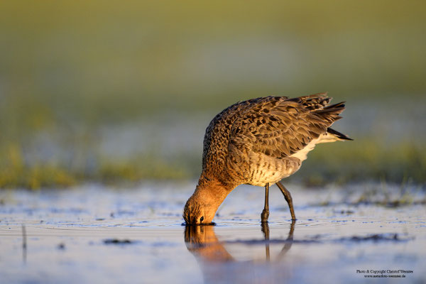 Uferschnepfe (Limosa limosa) auf Nahrungssuche