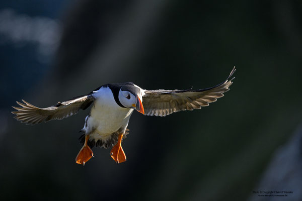 Papageitaucher im Flug