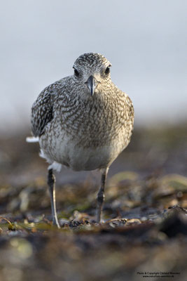 Kiebitzregenpfeifer (Pluvialis squatarola)
