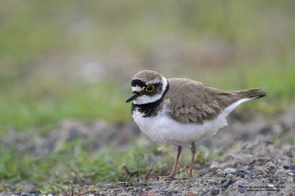 Flussregenpfeifer (Charadrius dubius)