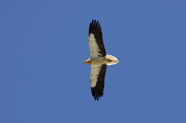 Schmutzgeier (Neophron percnopterus)