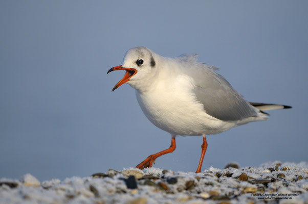 Lachmöwe (Larus ridibundus) rufend