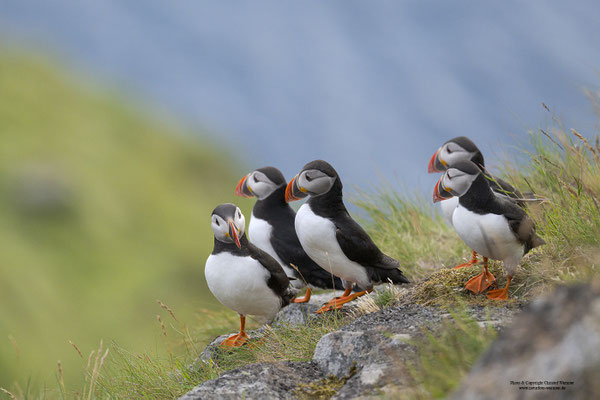 Papageitaucher, Gruppe