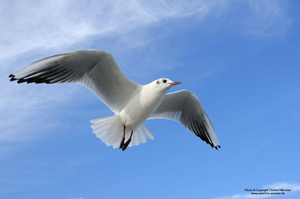 Lachmöwe (Larus ridibundus)
