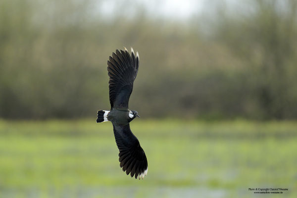 Kiebitz (Vanellus vanellus) Balzflug