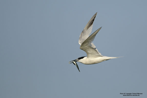 Brandseeschwalbe (Sterna sandvicensis)