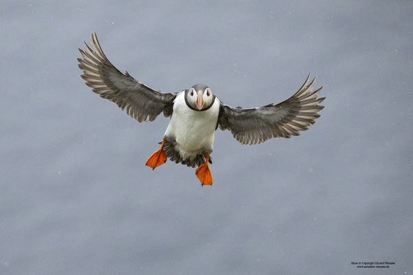 Im Flug