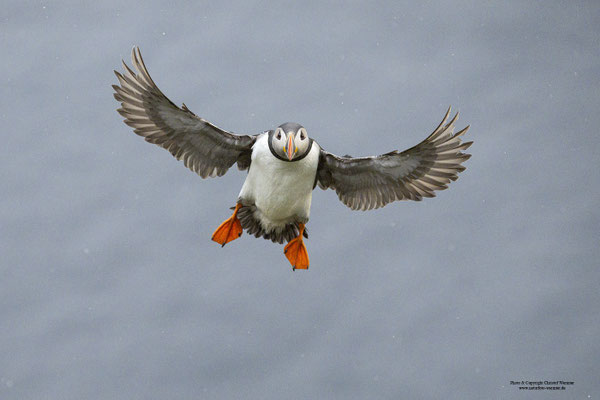 Papageitaucher im Flug