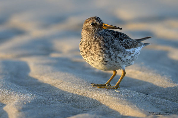 Meerstrandläufer (Calidris maritima)