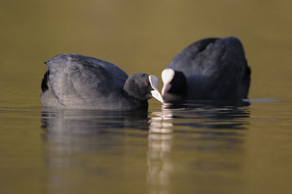 Blässhuhn (Fulica atra), drohend