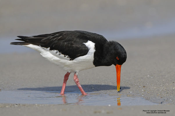 Austernfischer (Haematopus ostralegus)