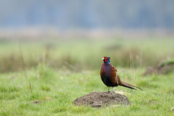 Fasan (Phasianus colchicus), Hahn