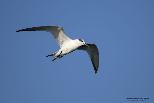 Brandseeschwalbe (Sterna sandvicensis)