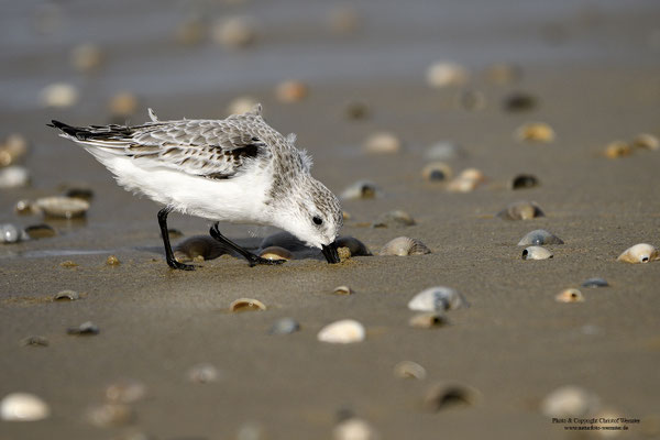 Sanderling (Calidris alba)