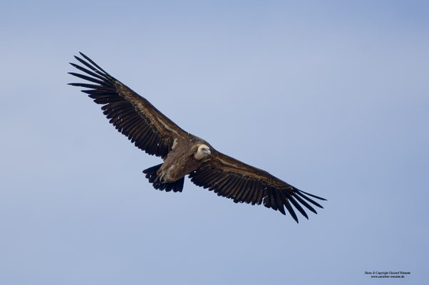 Gänsegeier (Gyps fulvus)