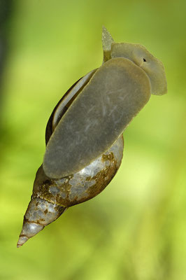 Spitzschlammschnecke (Lymnaea stagnalis) 