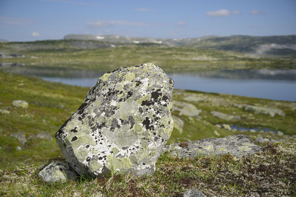Storekraekkja, Hardangervidda