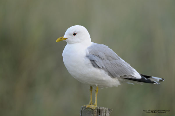 Sturmmöwe (Larus canus)