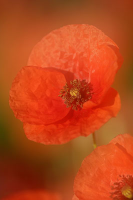 Mohn im Gegenlicht (E)