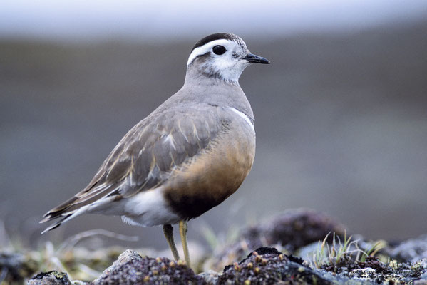 Mornellregenpfeifer (Charadrius morinellus)