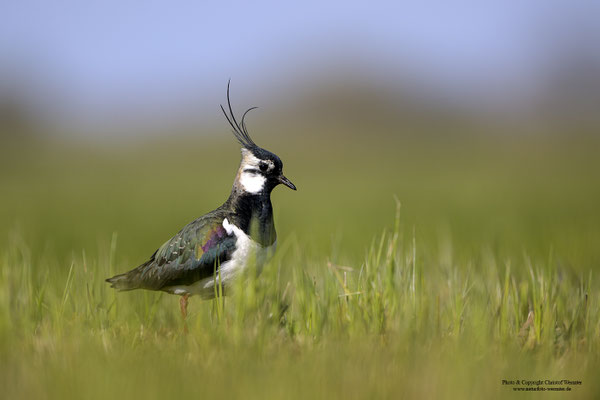 Kiebitz (Vanellus vanellus)