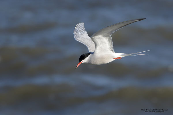 Flussseeschwalbe (Sterna hirundo)