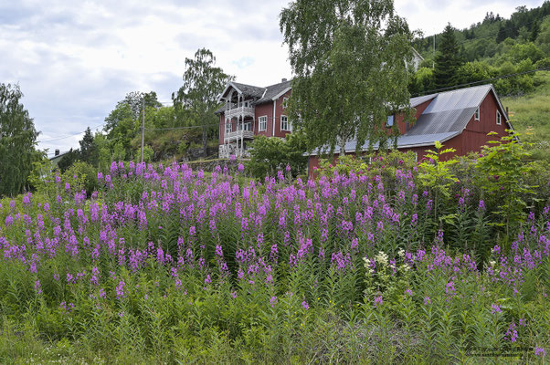 Weidenröschen am Lustrafjord