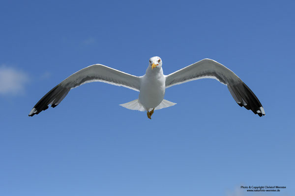 Heringsmöwe (Larus fuscus)