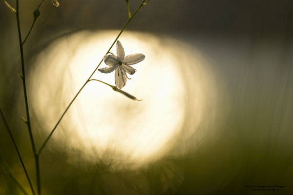 Grasnelke im Gegenlicht