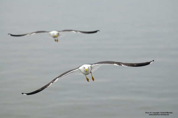 Heringsmöwe (Larus fuscus)