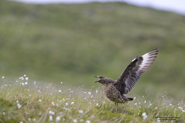 Skua (Stercorarius skua)
