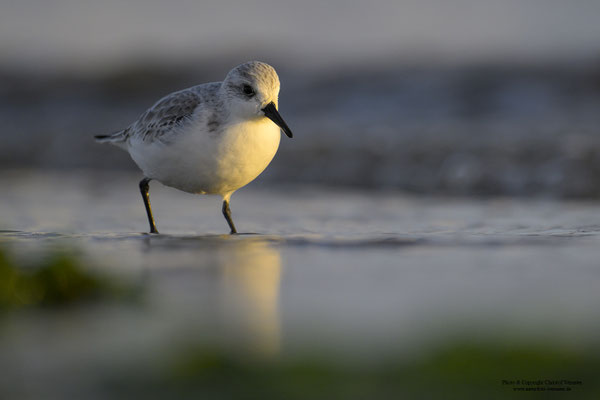 Sanderling (Calidris alba)