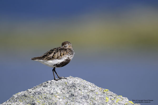 Alpenstrandläufer (Calidris alpina) im Brutkleid