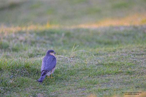 Sperber (Accipiter nisus)