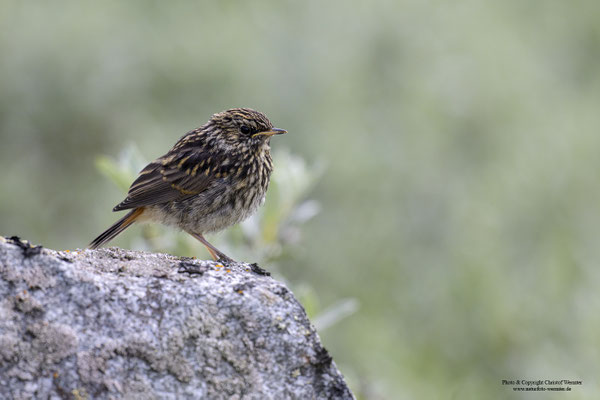 Rotsterniges Blaukehlchen ( Luscinia svecica svecica), Jungvogel