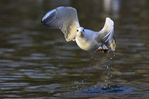 Lachmöwe (Larus ridibundus)