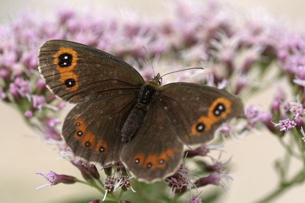 Graubindiger Mohrenfalter (Erebia aethiops)