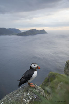 Papageitaucher und Landschaft