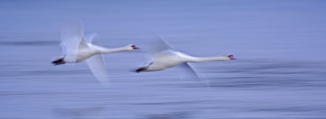 Höckerschwäne im Flug