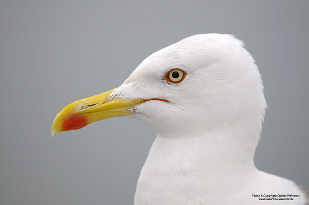 Heringsmöwe (Larus fuscus), Portrait