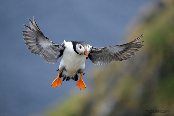 Papageitaucher im Flug