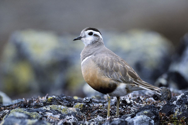 Mornellregenpfeifer (Charadrius morinellus)