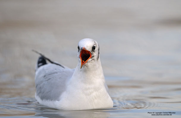 Lachmöwe (Larus ridibundus) rufend