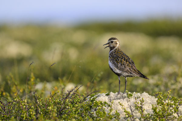 Goldregenpfeifer (Pluvialis apricaria)