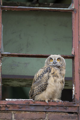 Uhu (Bubo bubo), Jungvogel