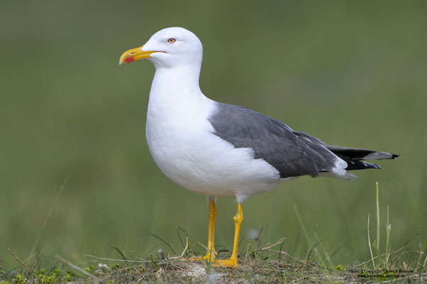 Heringsmöwe (Larus fuscus)