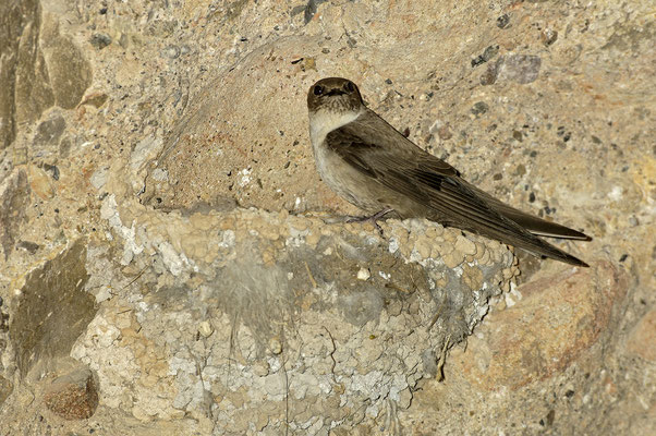 Felsenschwalbe (Ptyonoprogne rupestris) am Nest